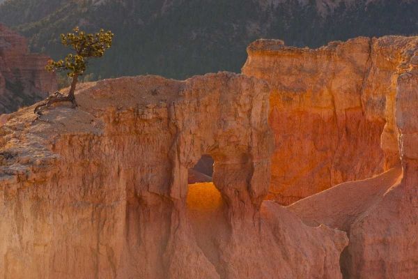 Utah, Bryce Canyon Tree in rock formation